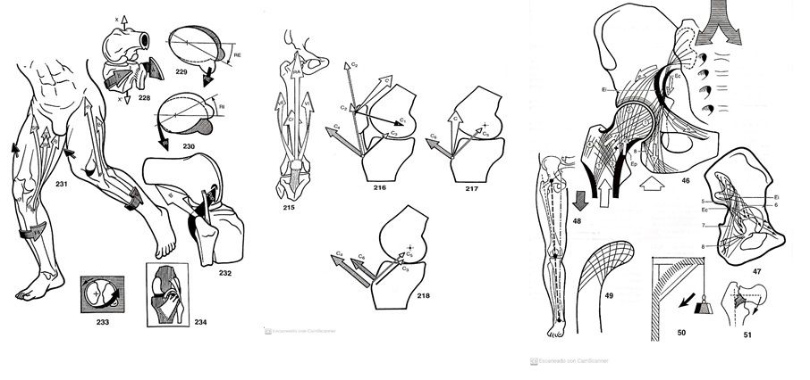 fisiología articular esguince de tobillo