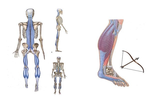gemelos e isquiotibiales
