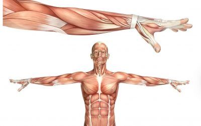 Tejidos conectivos y tejido fascial