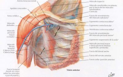 Articulación del hombro