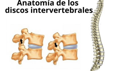 Anatomía de los Discos Intervertebrales