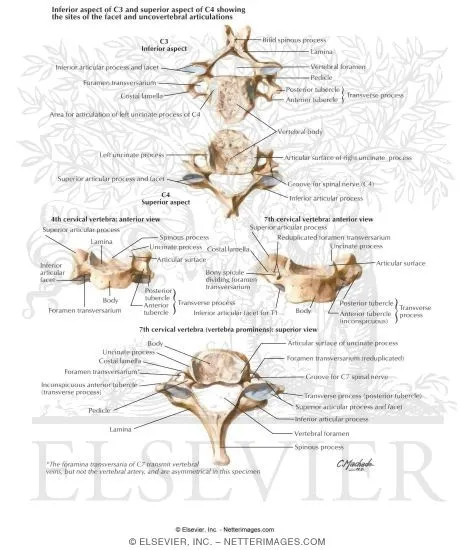 tratamiento cervical osteopatico