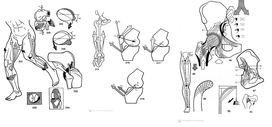 fisiología articular esguince de tobillo