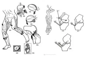 fisiología esguince de tobillo