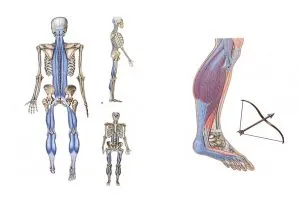 gemelos e isquiotibiales