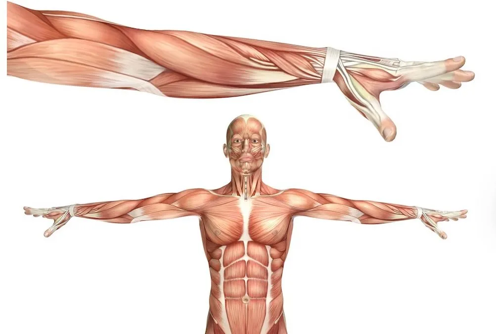 Tejidos conectivos y tejido fascial