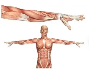 Tejidos conectivos tejido fascial