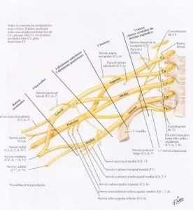 actividad motora del brazo