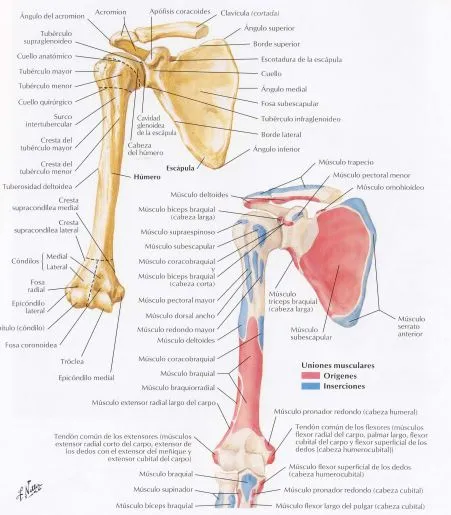 articulación del hombro
