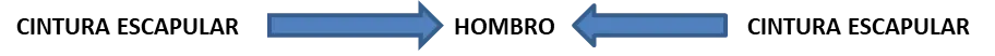 cintura escapular