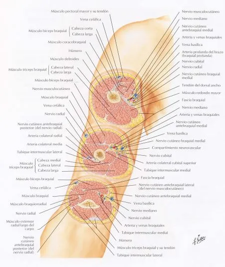 composición del cuerpo humano