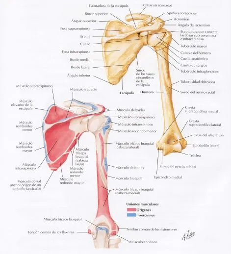 musculatura del hombro