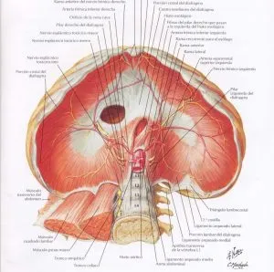 Diafragma respiratorio