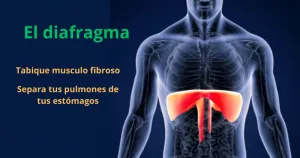 El diafragma respiratorio Tabique musculo fibroso-javierdelanuez.com