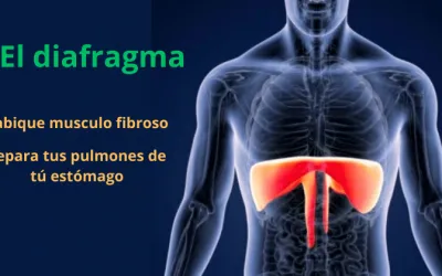 Diafragma respiratorio