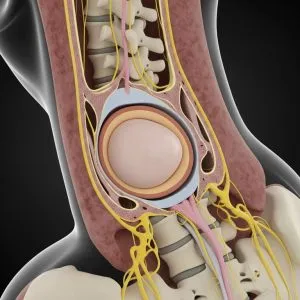 Anatomia de los discos intervertebrales