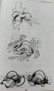 Articulación subastragalina.