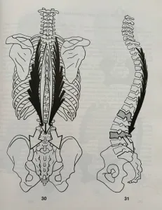 FISIOLOGIARTICULAR DEL TRONCO Y PELVIS