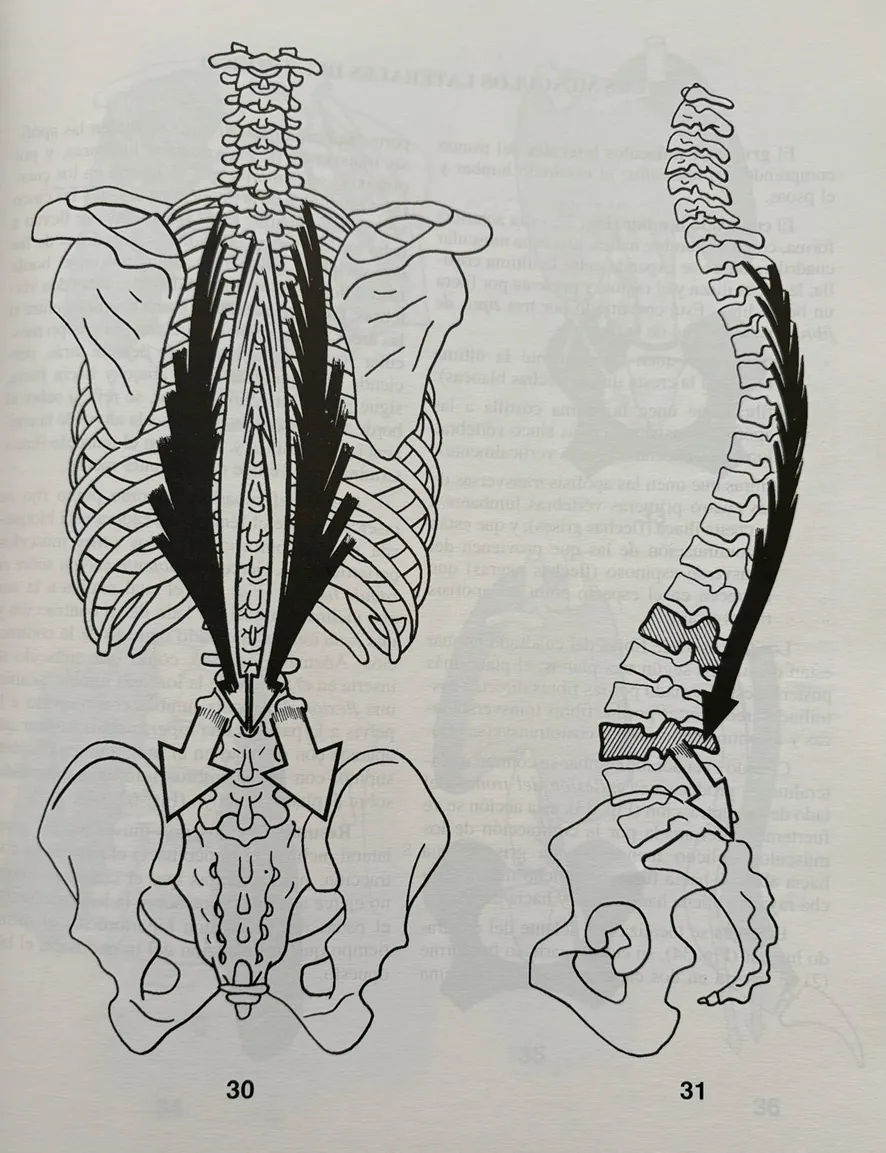 FISIOLOGIARTICULAR DEL TRONCO Y PELVIS