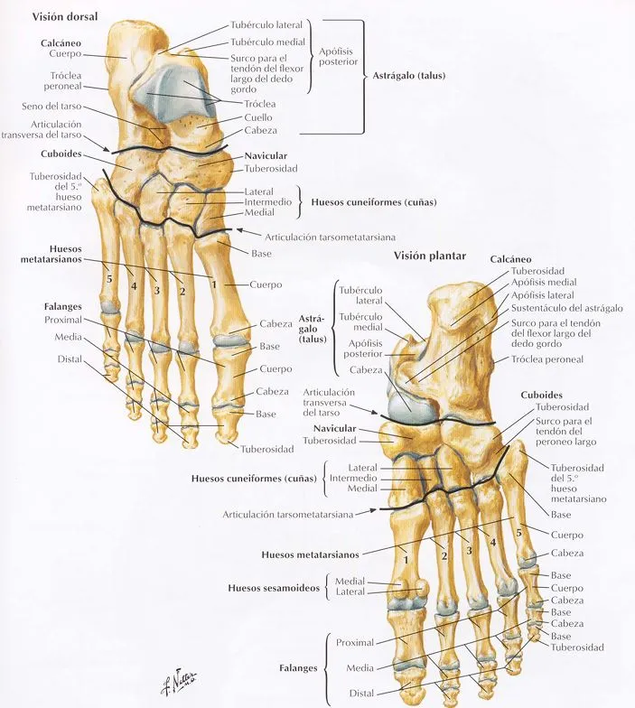 anatomia cuerpo humano pie y tobillo