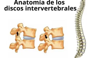Anatomía de los Discos Intervertebrales