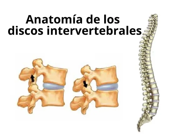 Anatomía de los Discos Intervertebrales