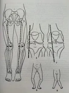 astragolos anatomia humana