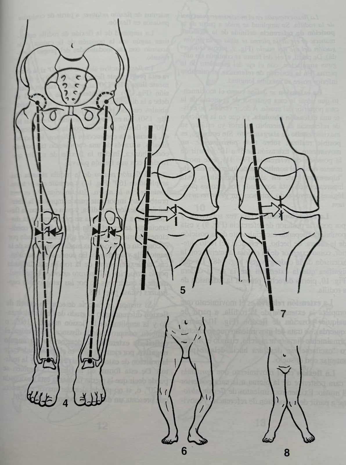 astragolos anatomia humana
