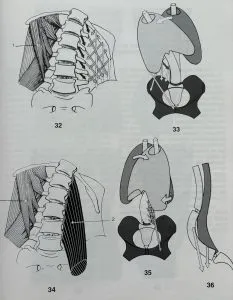 fisiologia tronco y raquis