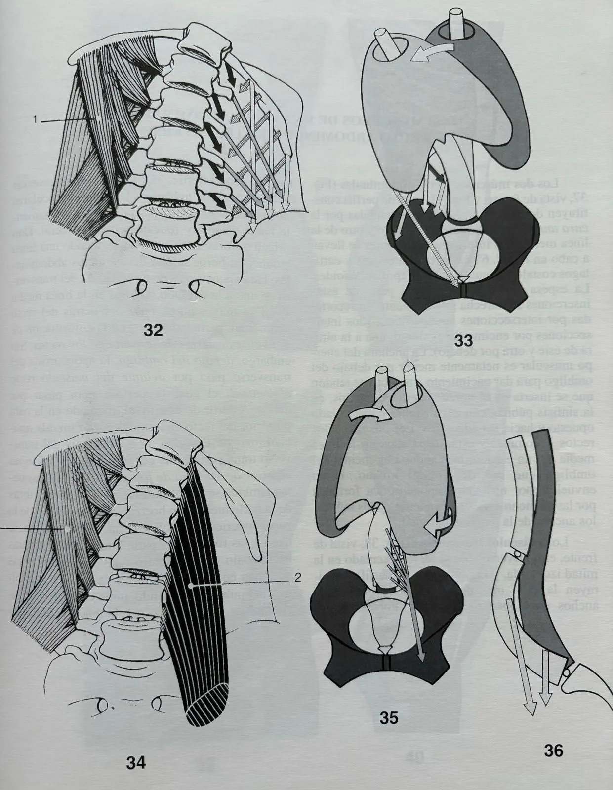 fisiologia tronco y raquis