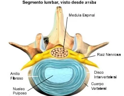 partes del disco intervertebral