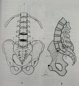 tronco y raquis anatomia
