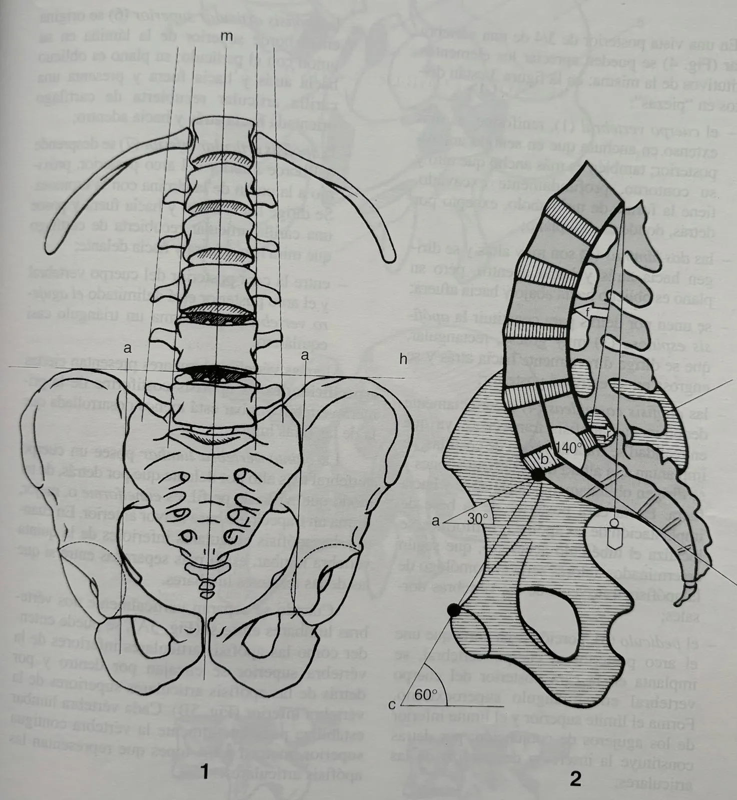 tronco y raquis anatomia